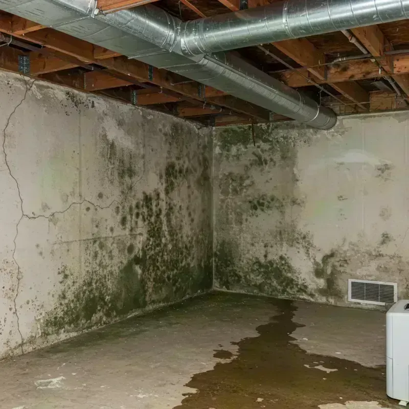 Professional Mold Removal in Tainter Lake, WI